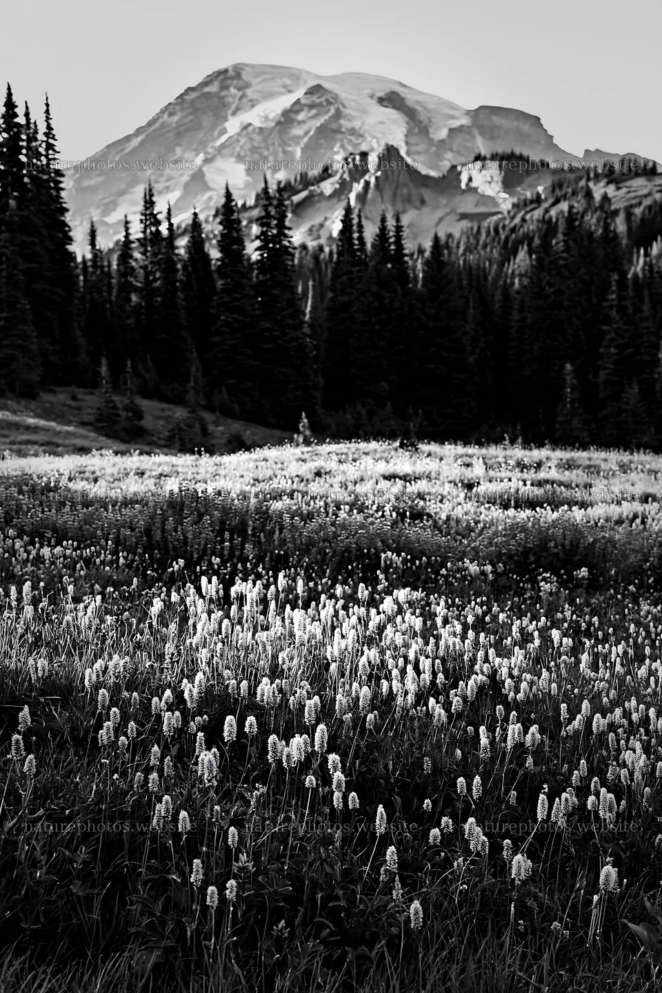 Mount Rainier wildflower meadow sunrise showcasing blooming flowers – nature photos 6480x9722