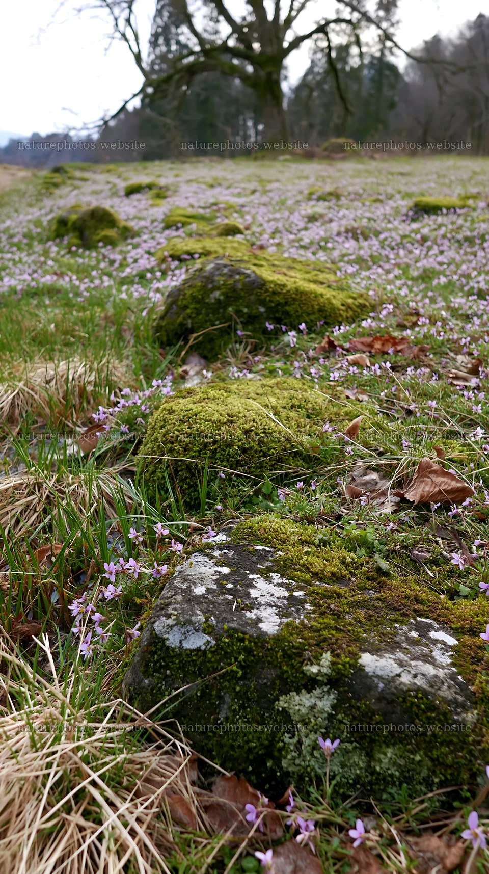 Mossy stones in Miyagi spring recovery meadow – nature photos 5938x10608