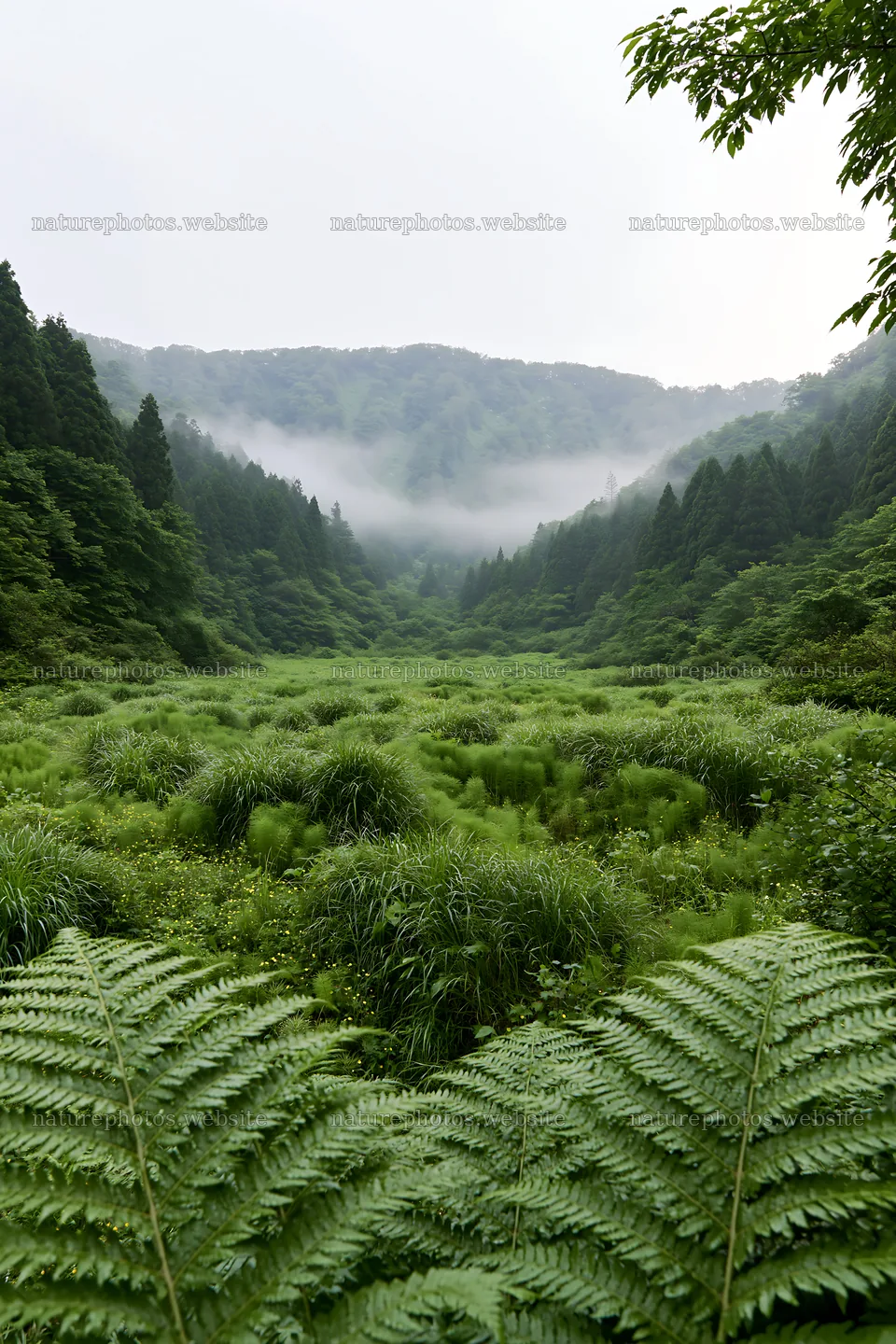 Fern fronds in Tokushima mountain meadow with misty hills – nature photos 6480x9722