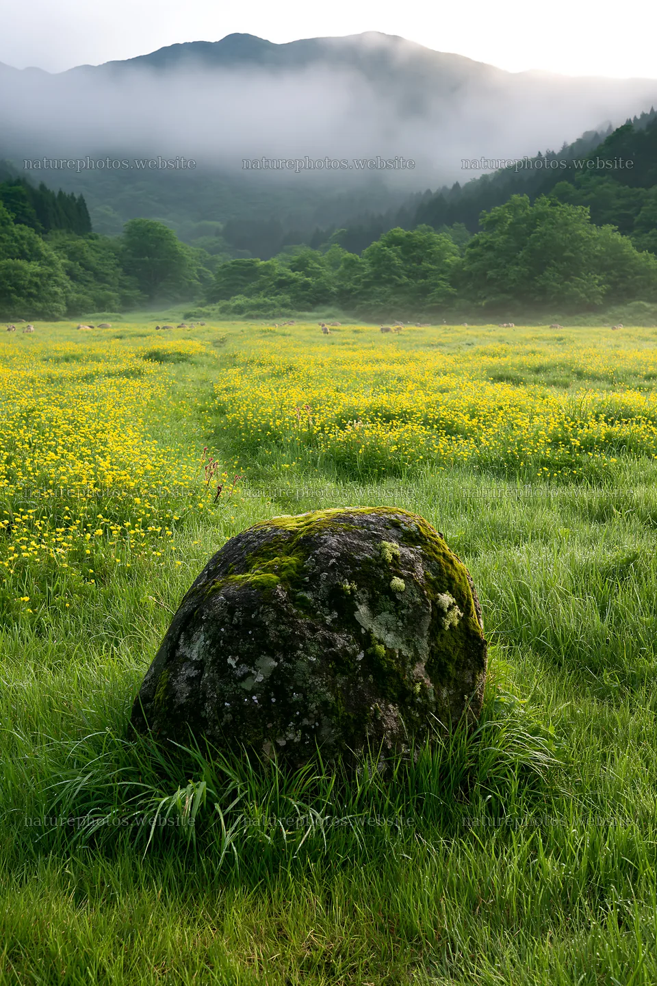 Misty meadow with moss-covered stone in Shimane – nature photos 6480x9722