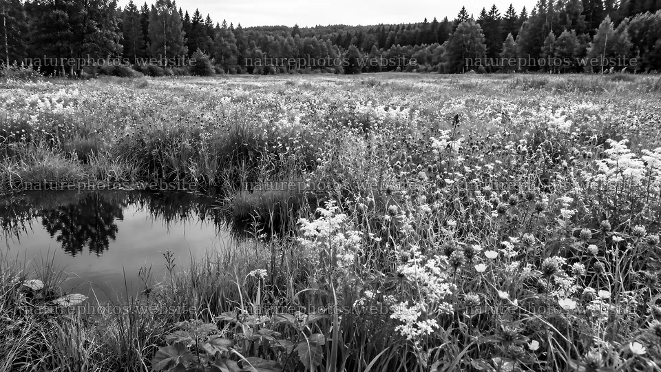 Wildflowers and Pond in a Forest Clearing – nature photos 10324x5812