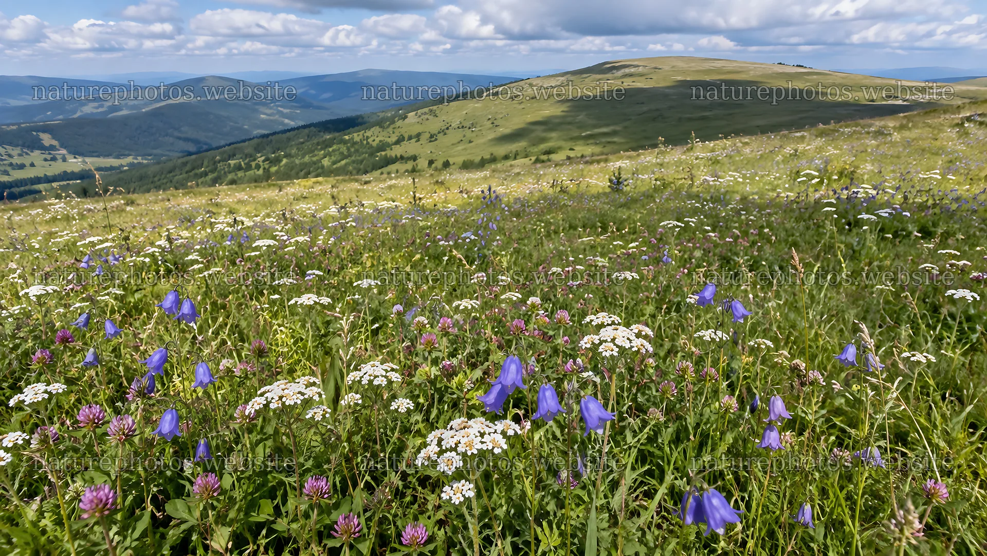 Wildflower Meadow Across Mountain Hills – nature photos 10324x5812