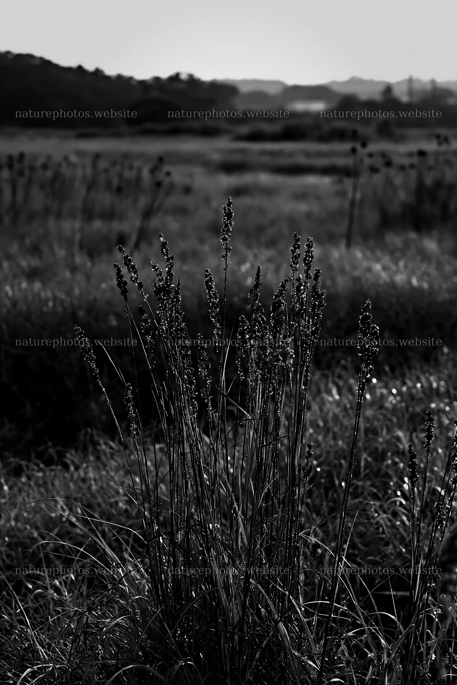 Aichi restored meadow autumn seedheads in the foreground – nature photos 6480x9722