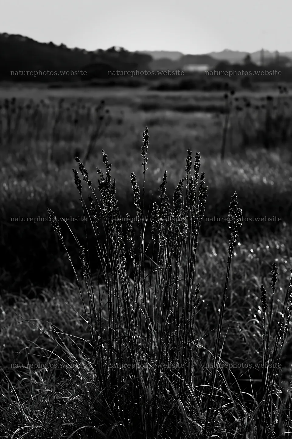 Aichi restored meadow autumn seedheads in the foreground – nature photos 6480x9722