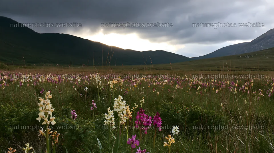 Colorful orchid meadow under a cloudy sky – nature photos 10608x5938