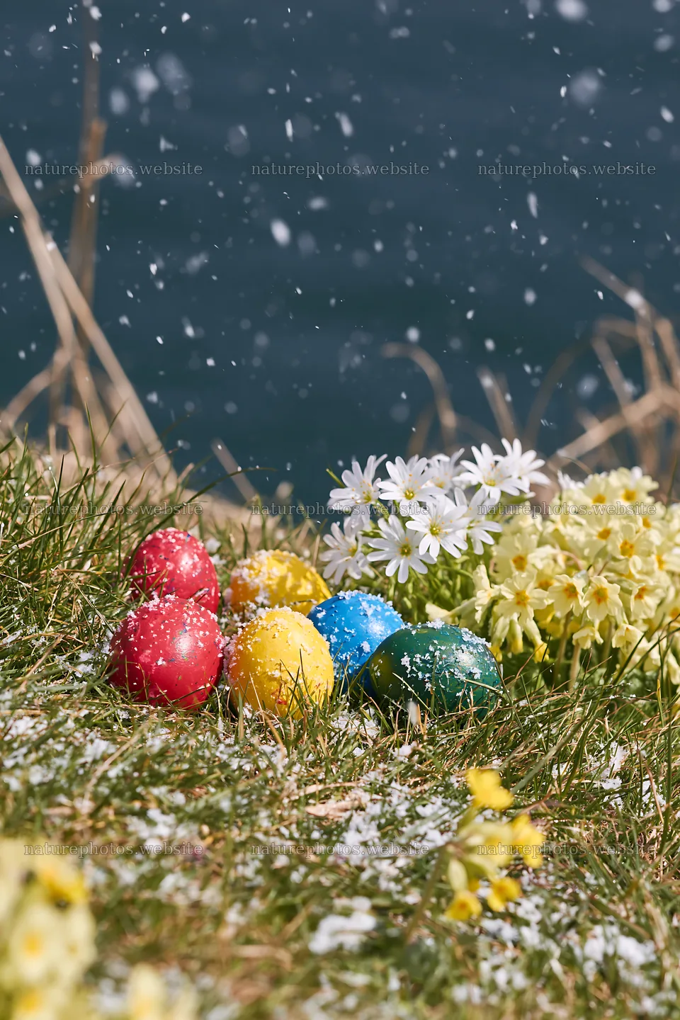 Colorful eggs with flowers on a wintry lakeshore meadow – nature photos 6480x9722