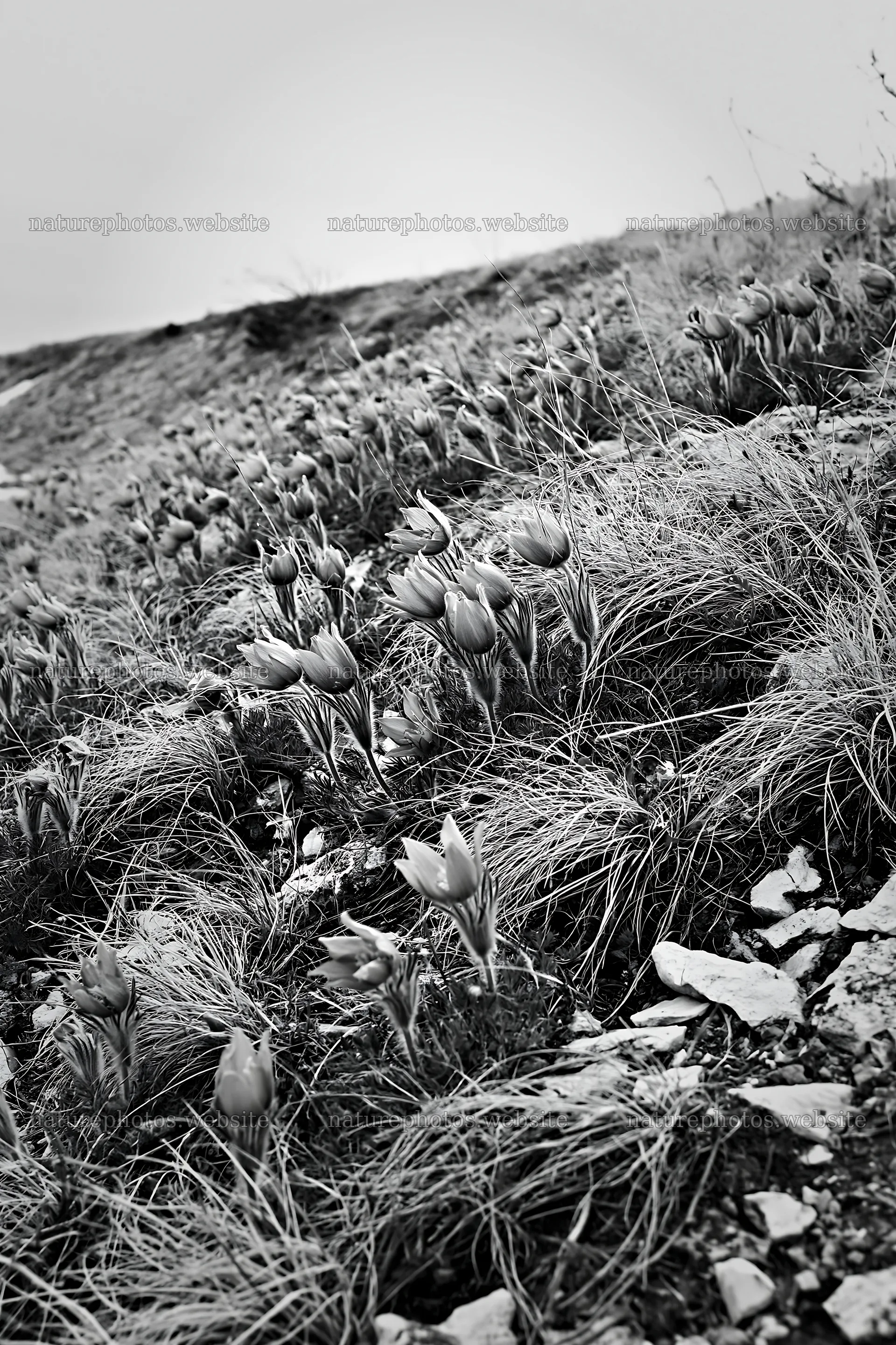 Cloudy pasque flower meadow with grass and stones – nature photos 6480x9722