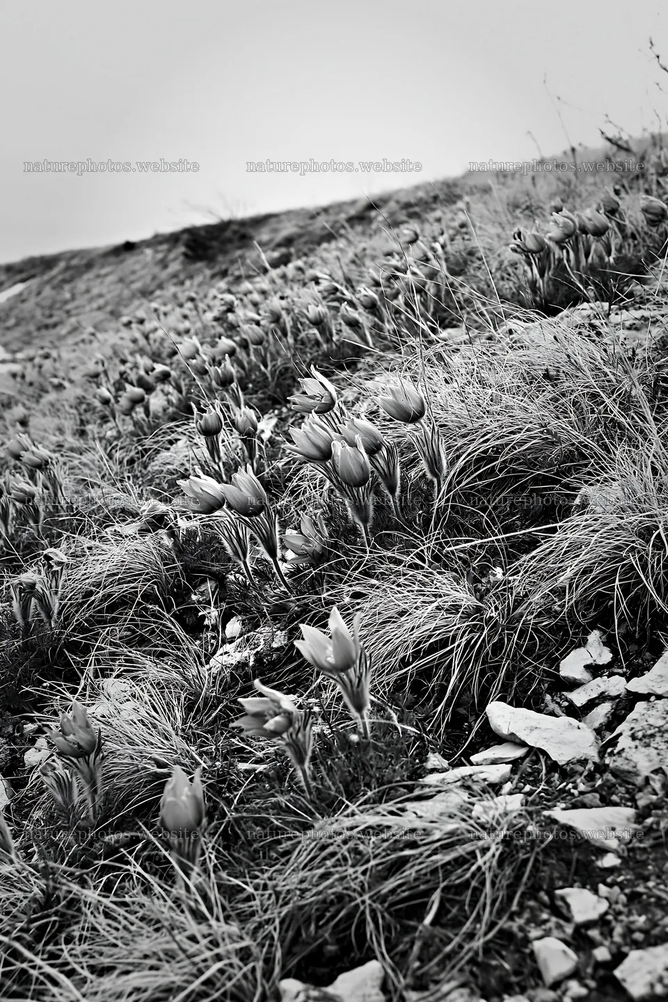 Cloudy pasque flower meadow with grass and stones – nature photos 6480x9722