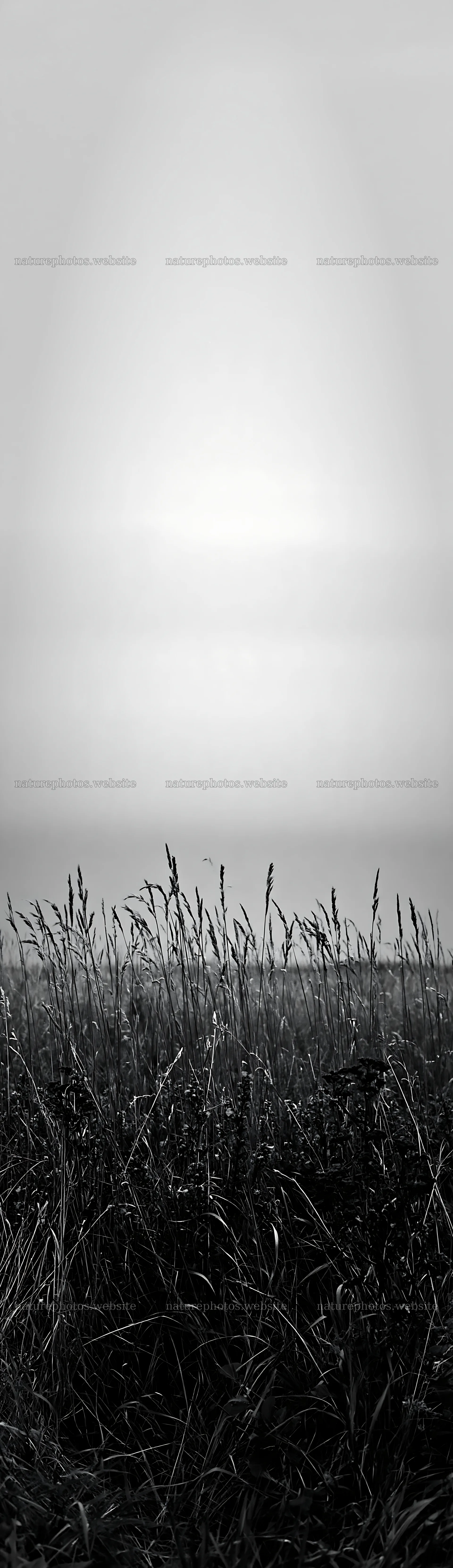Meadow grass seedheads under soft light – nature photos 4268x14762