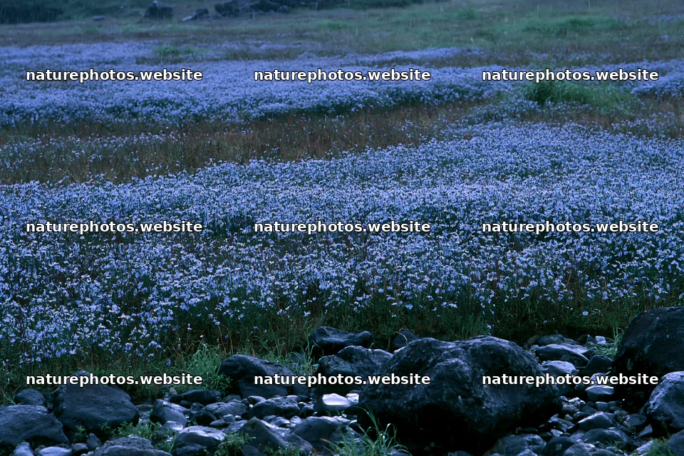 Hiroshima rainy meadow smooth rock foreground – nature photos 9722x6480