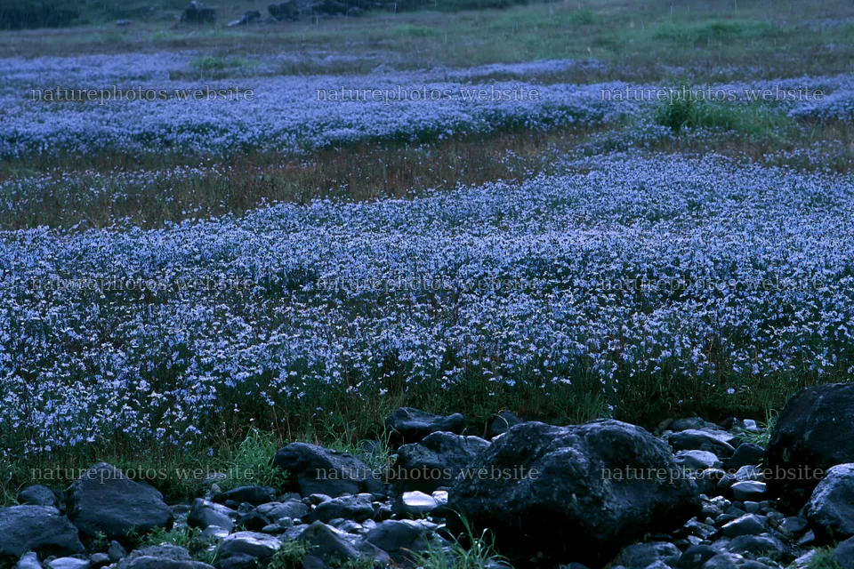 Hiroshima rainy meadow smooth rock foreground – nature photos 9722x6480