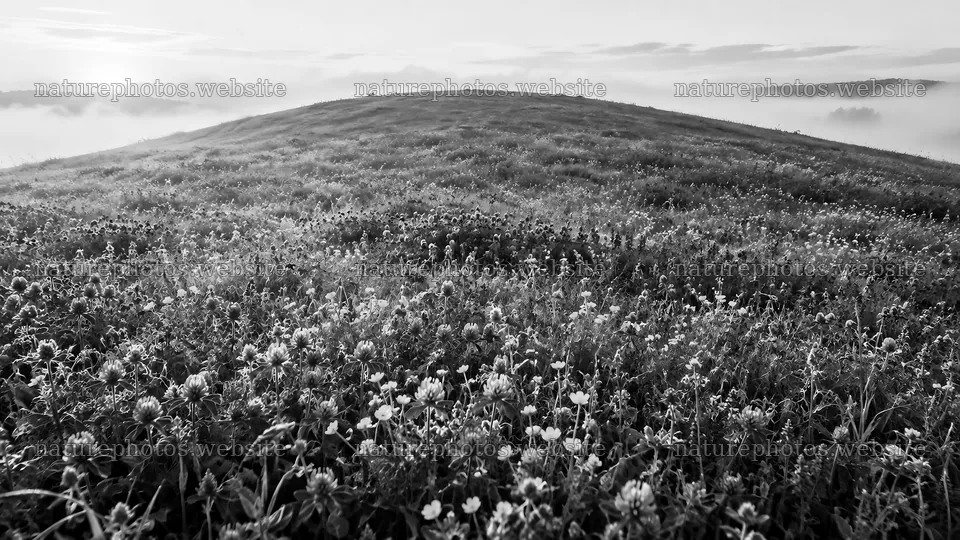 Wildflower Meadow on a Misty Hillside in Monochrome – nature photos 10324x5812
