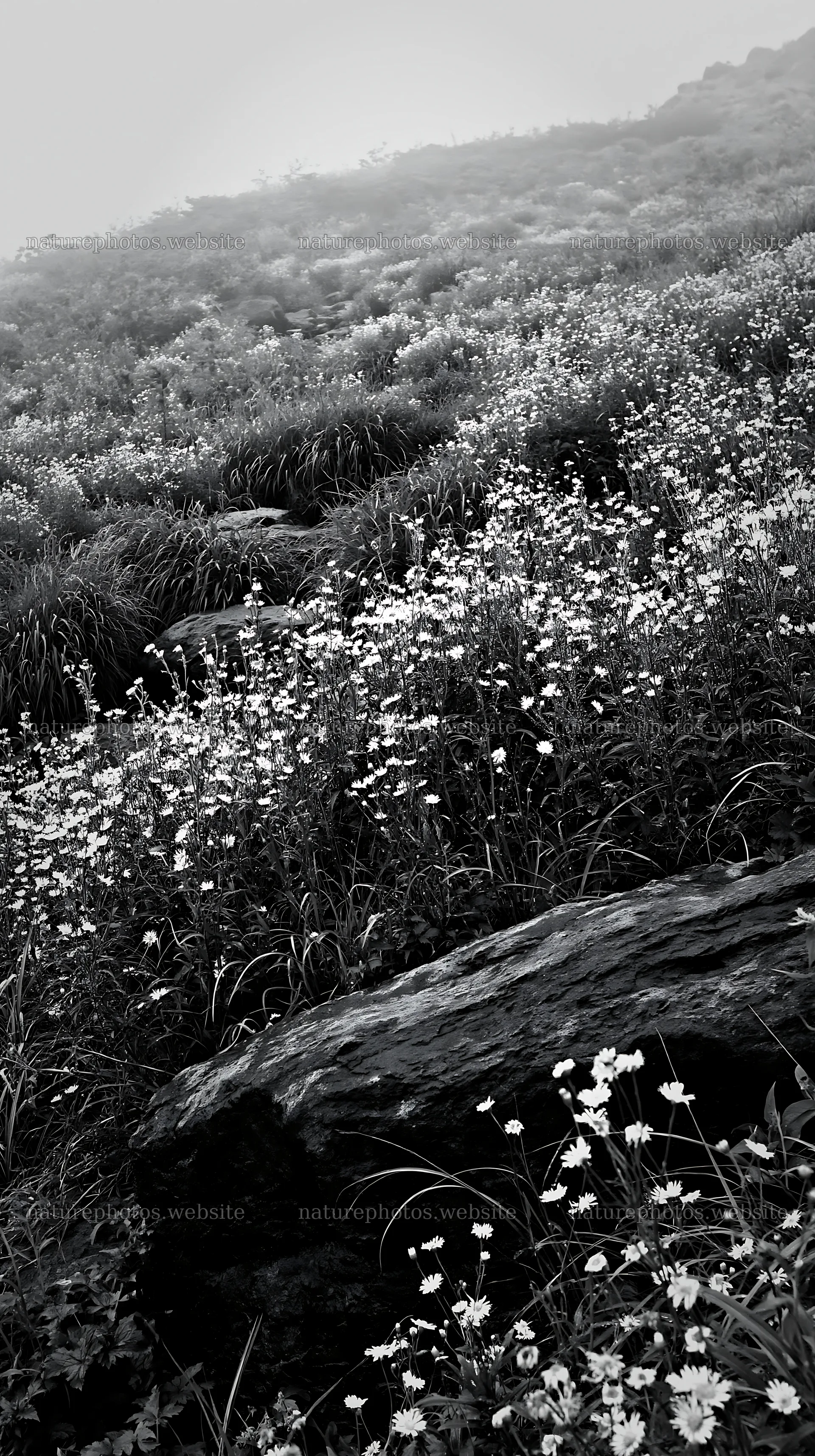 Kumamoto volcanic meadow with dark rock foreground – nature photos 5938x10608