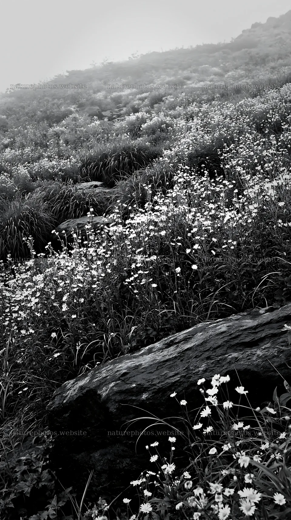 Kumamoto volcanic meadow with dark rock foreground – nature photos 5938x10608