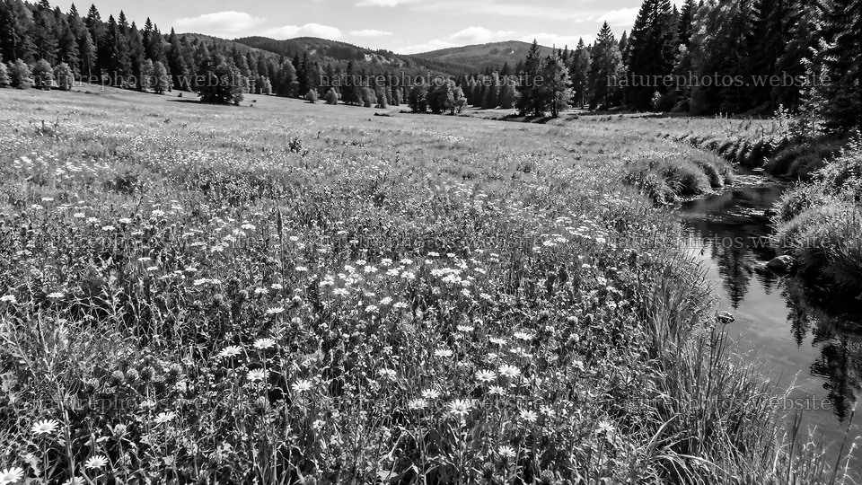 Monochrome Woodland Clearing with Meadow Stream – nature photos 10324x5812