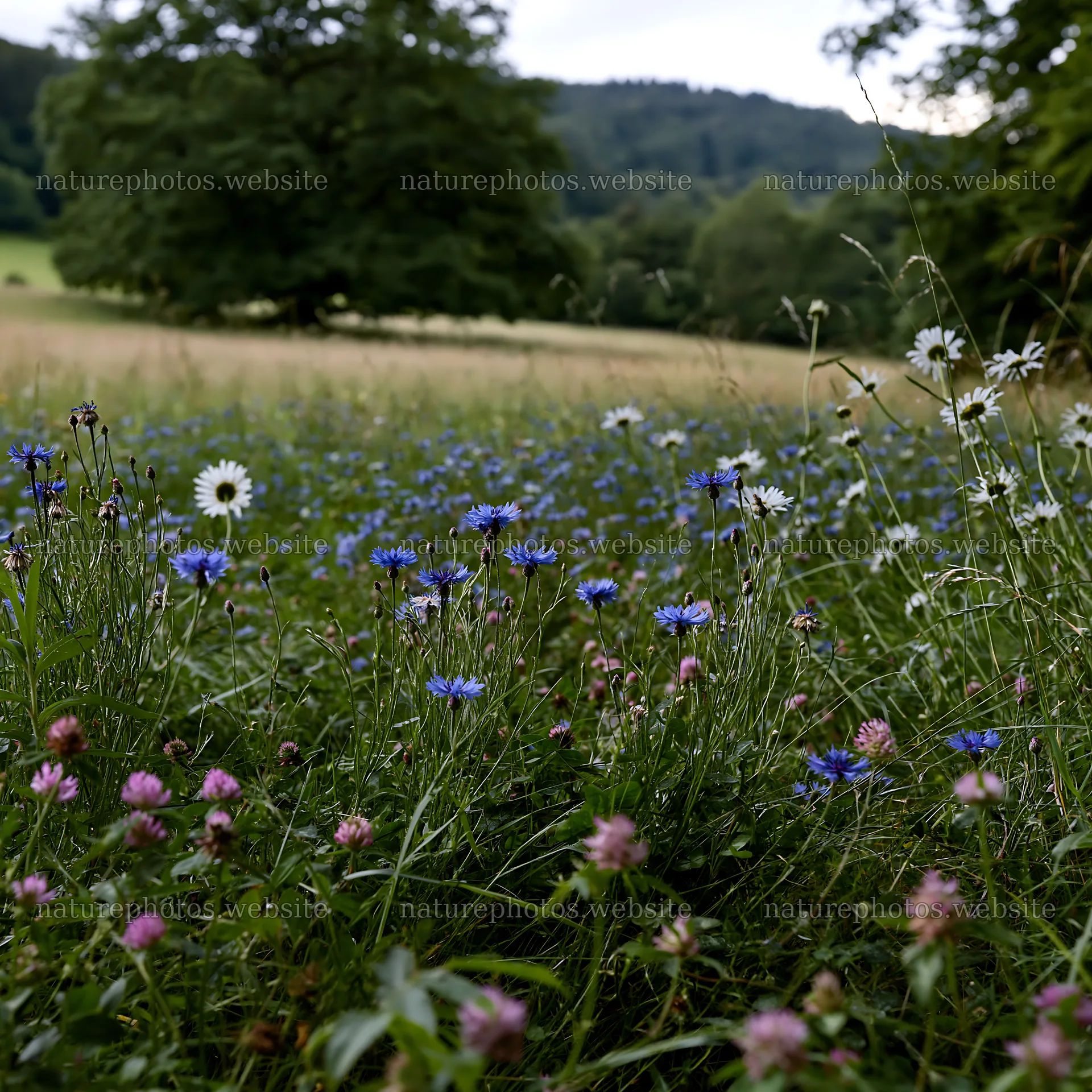 Clover cornflower meadow with wildflowers in a natural setting – nature photos 7938x7938