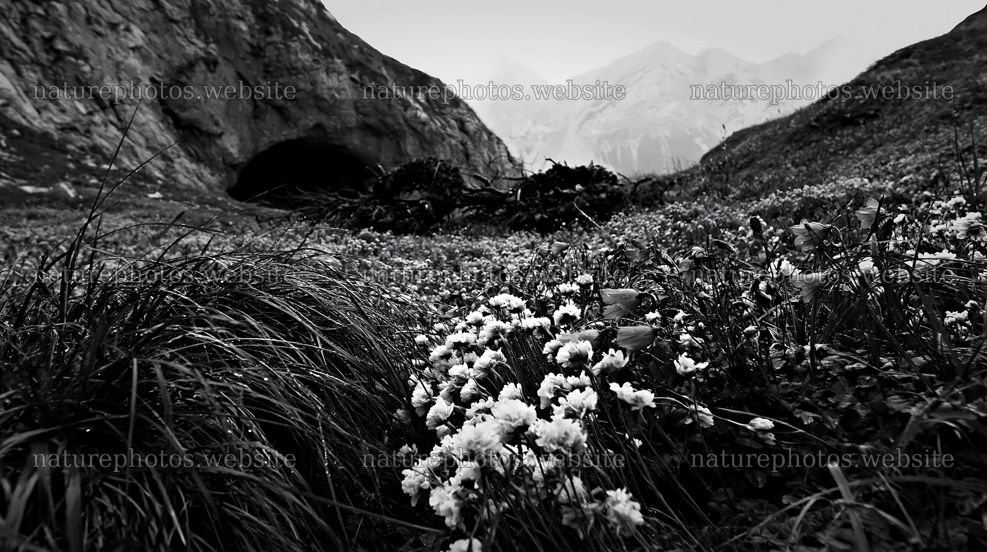 Christmas wreaths in meadow by cave – nature photos 10608x5938