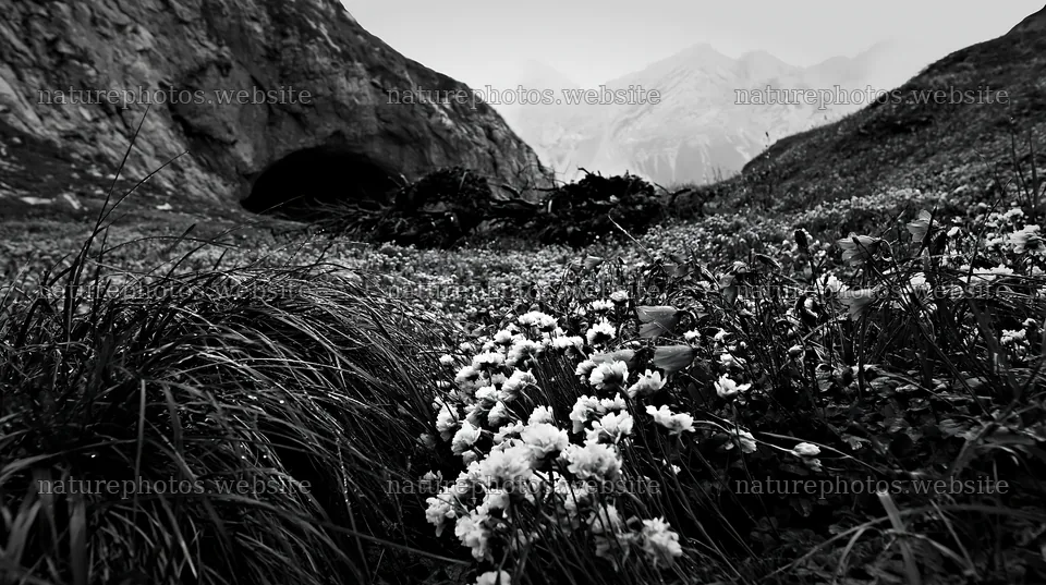 Christmas wreaths in meadow by cave – nature photos 10608x5938