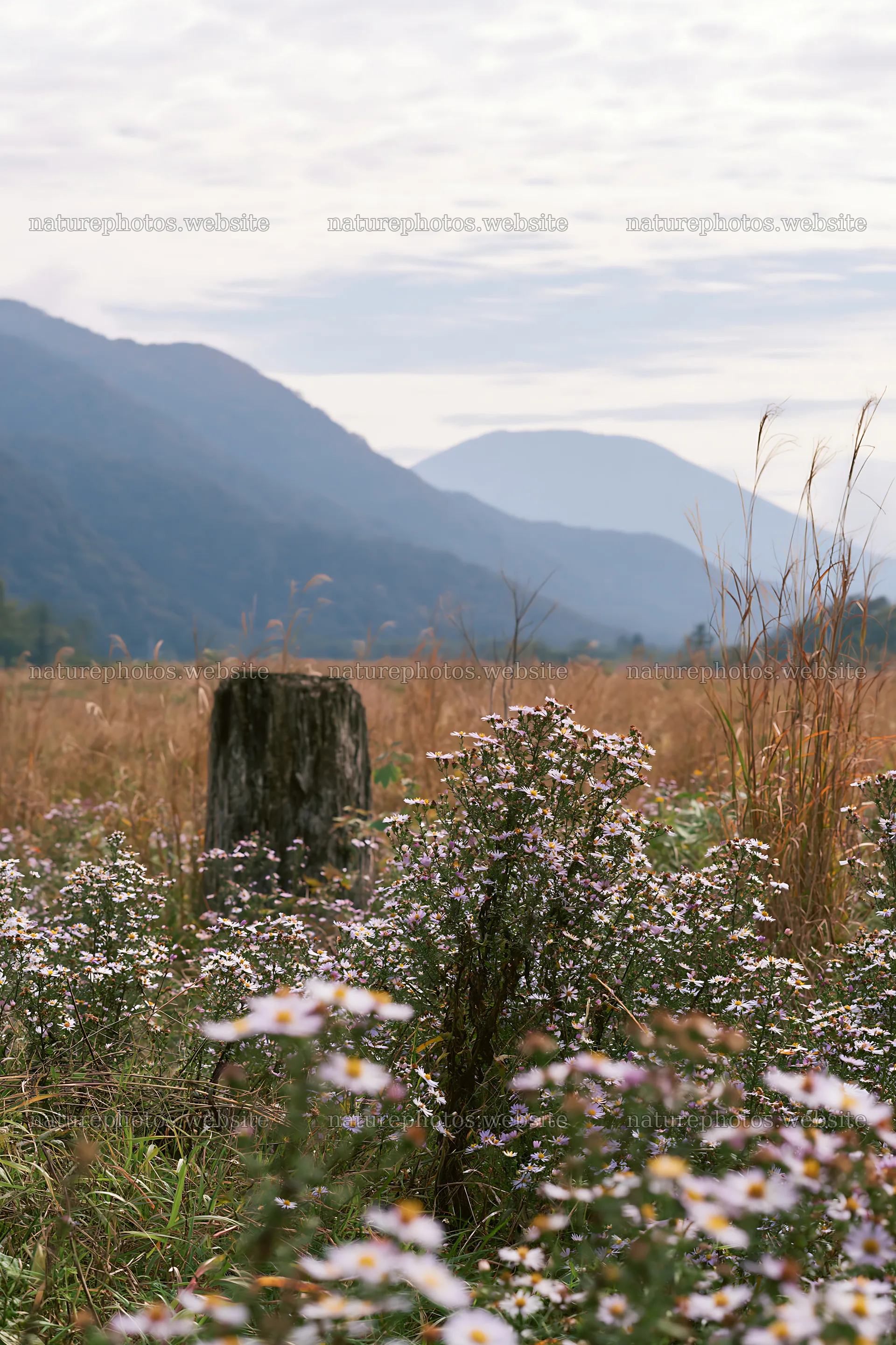 Fukushima native meadow with weathered stump – nature photos 6480x9722