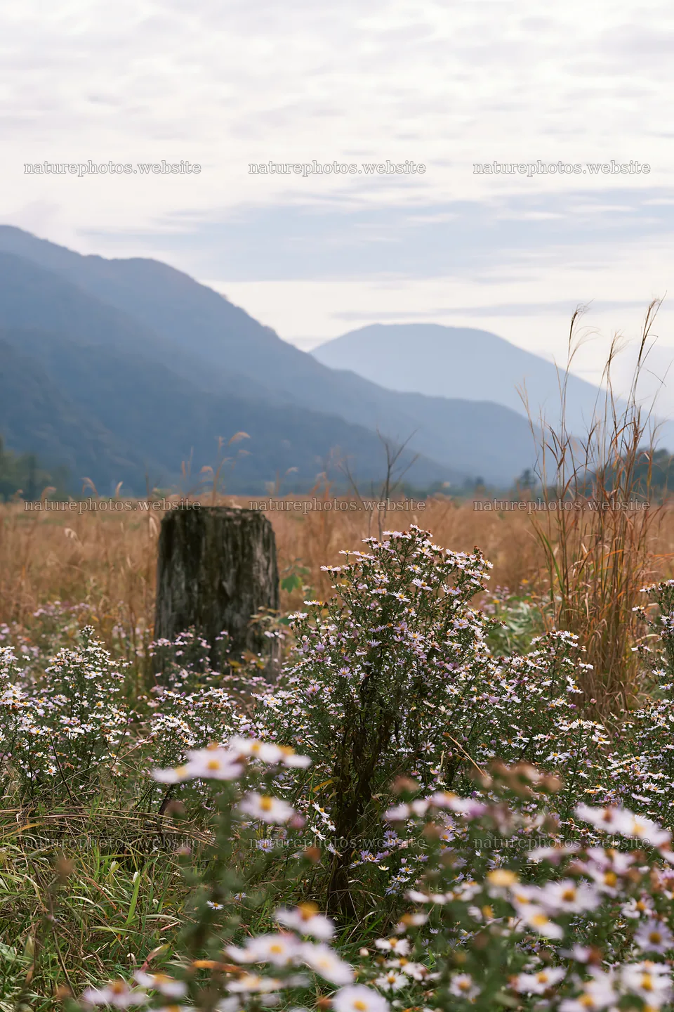 Fukushima native meadow with weathered stump – nature photos 6480x9722