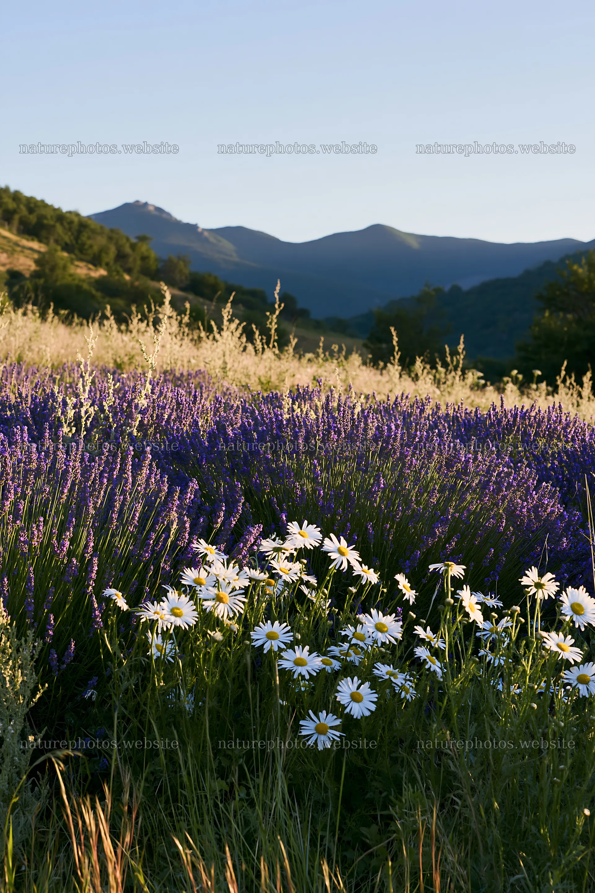Colorful lavender meadow with white daisies in the foreground – nature photos 6480x9722