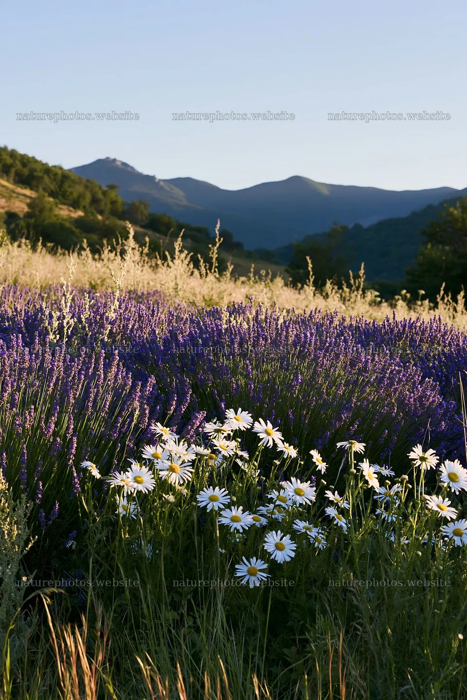 Colorful lavender meadow with white daisies in the foreground – nature photos 6480x9722