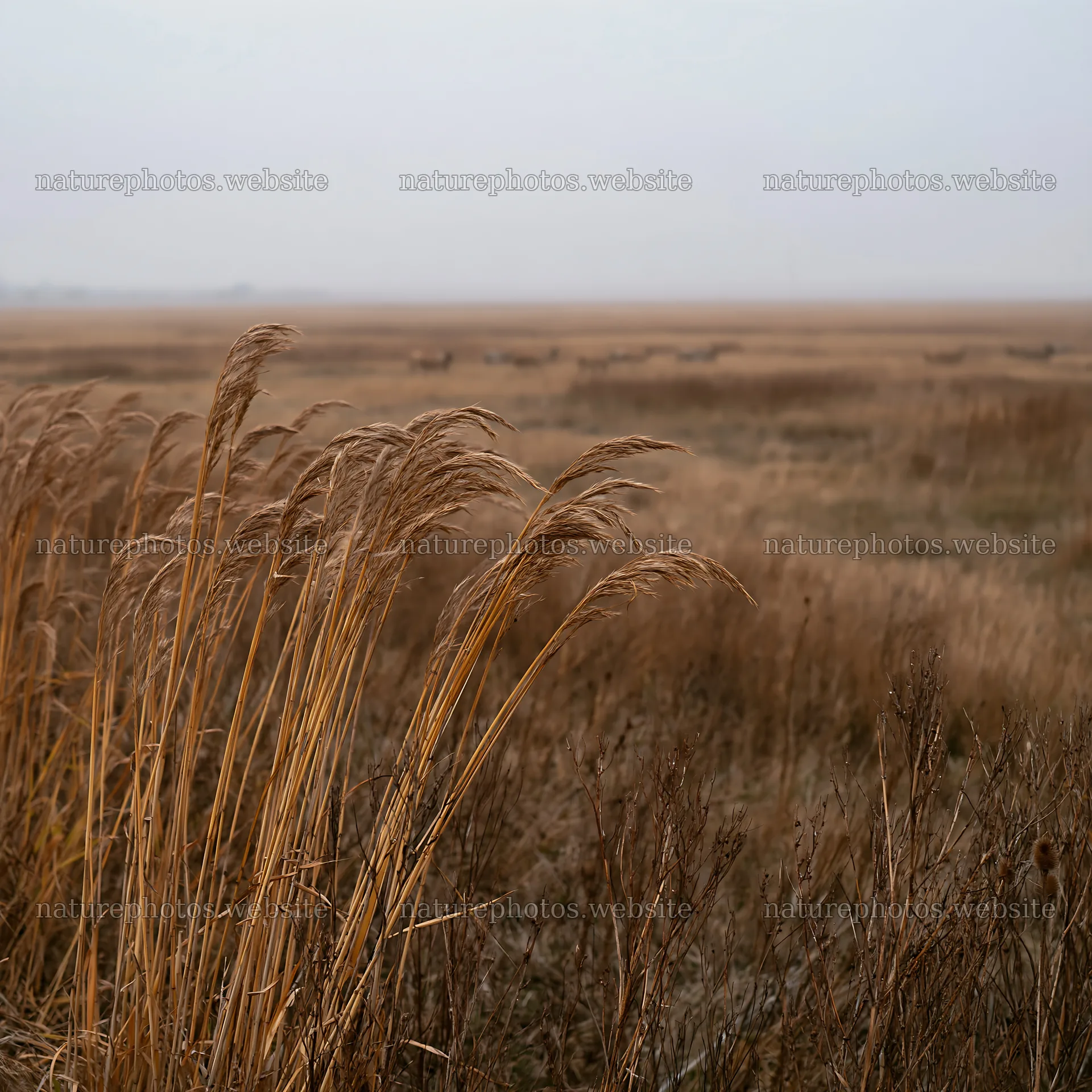 Autumn meadow with grasses and distant landscape – nature photos 7938x7938