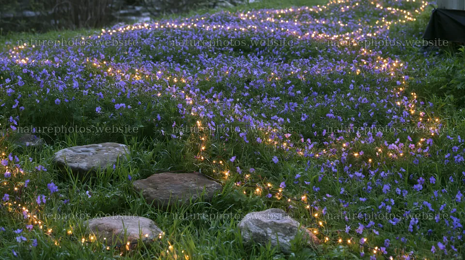 Expansive meadow with stones and lights in a Christmas setting – nature photos 10608x5938