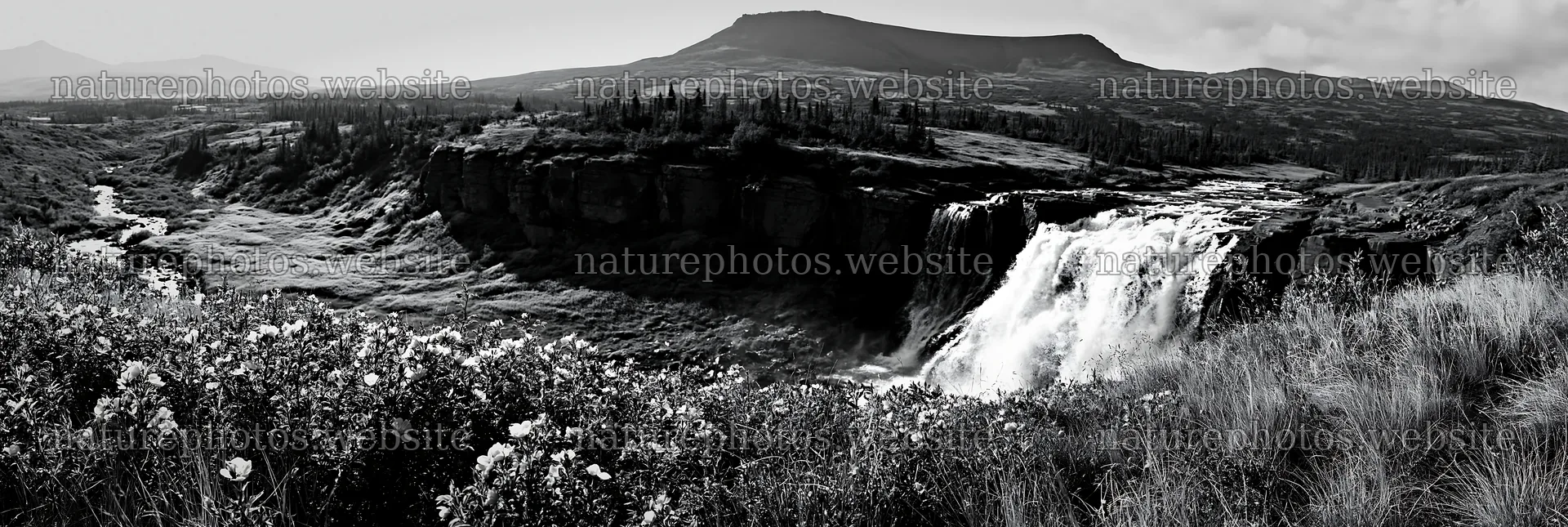 Wild rose waterfall in quiet meadow landscape – nature photos 13690x4602