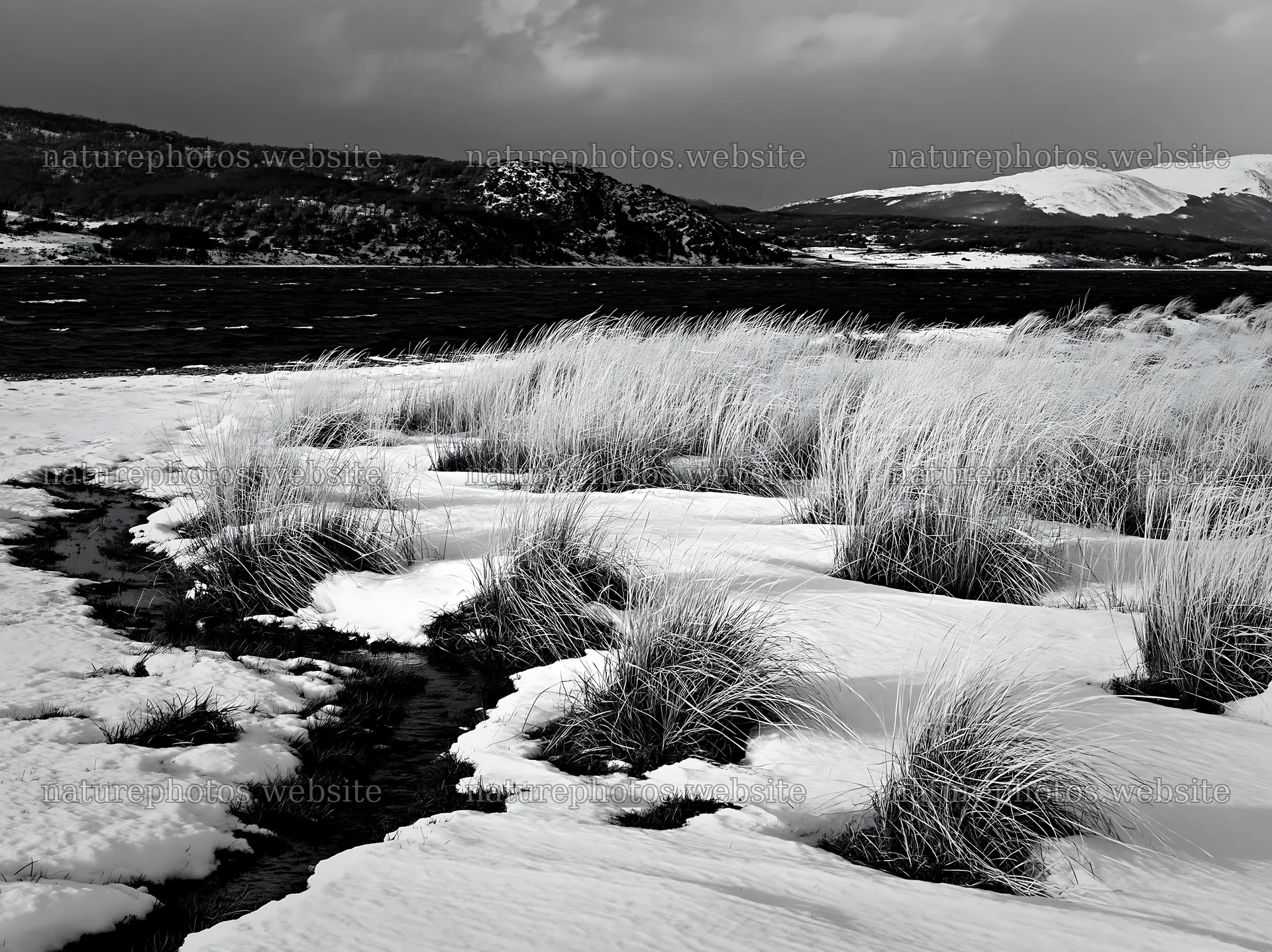 Snowy beach meadow with grass in winter landscape – nature photos 9174x6866