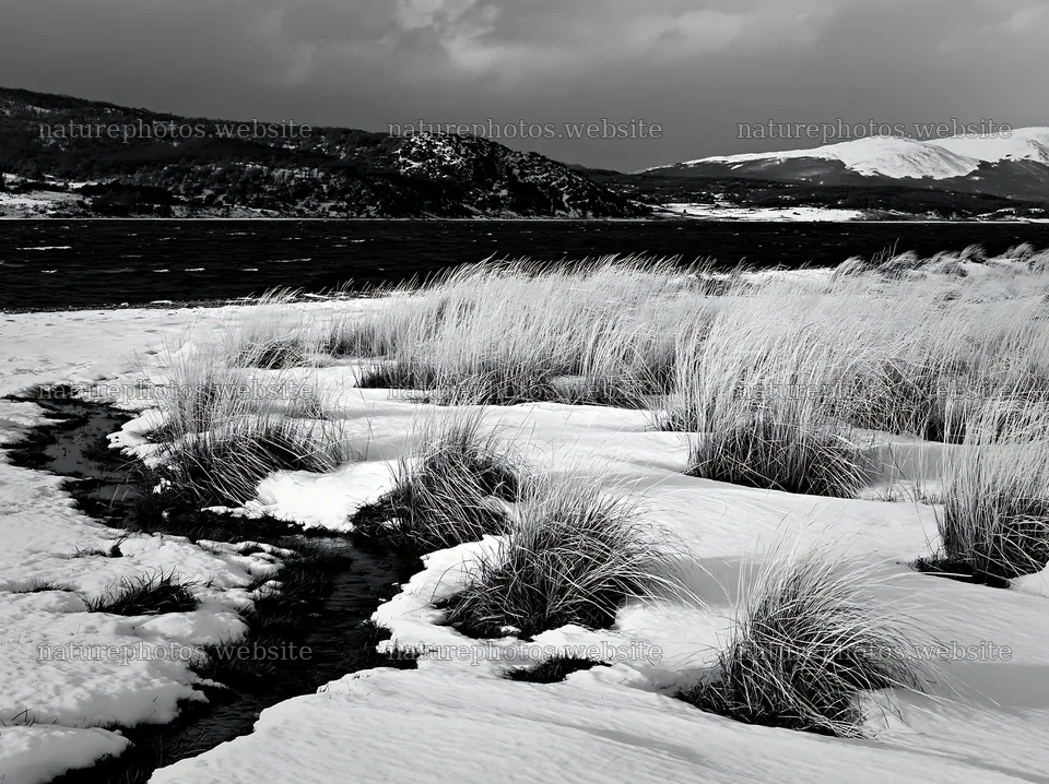 Snowy beach meadow with grass in winter landscape – nature photos 9174x6866
