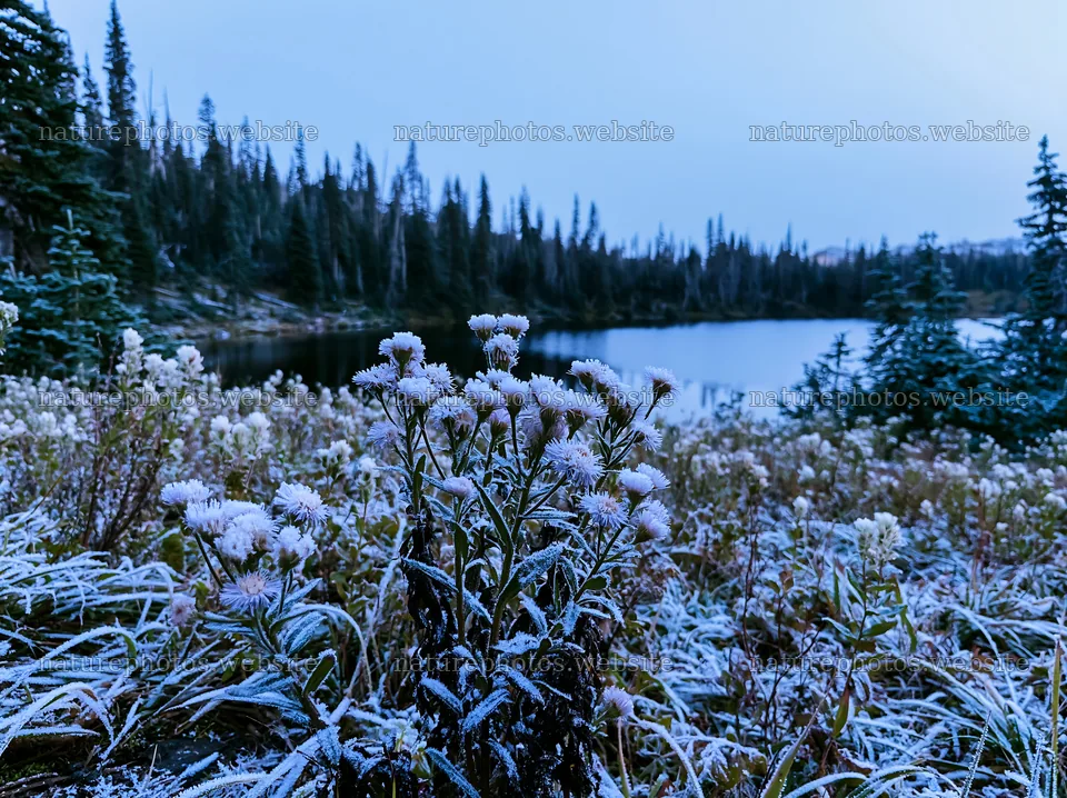 Lakeside meadow after first snowfall – nature photos 9174x6866
