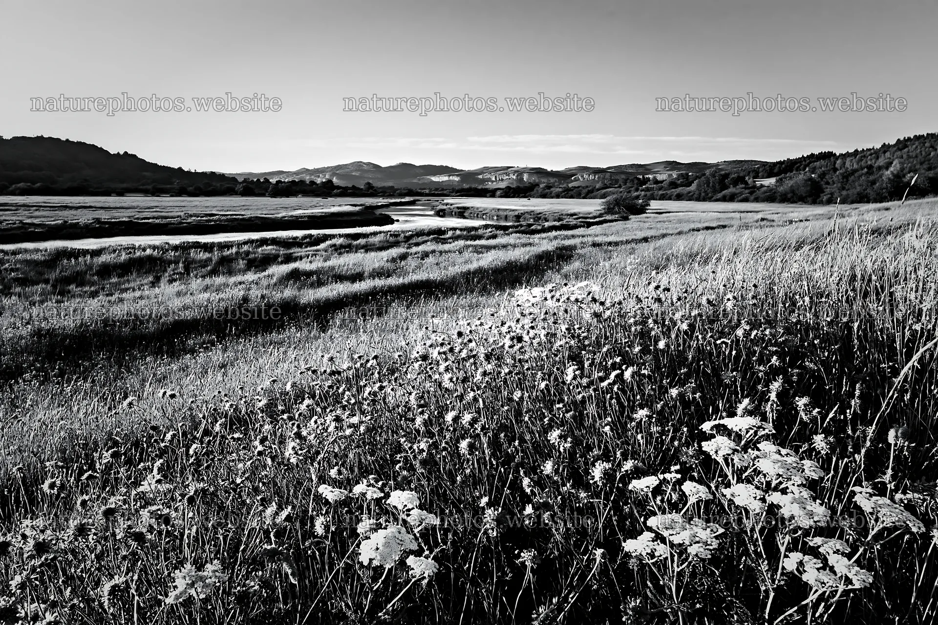 Sunny herb meadow beside stream in black and white – nature photos 9722x6480