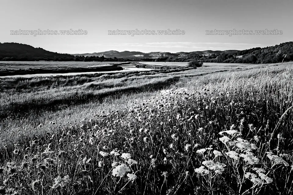 Sunny herb meadow beside stream in black and white – nature photos 9722x6480