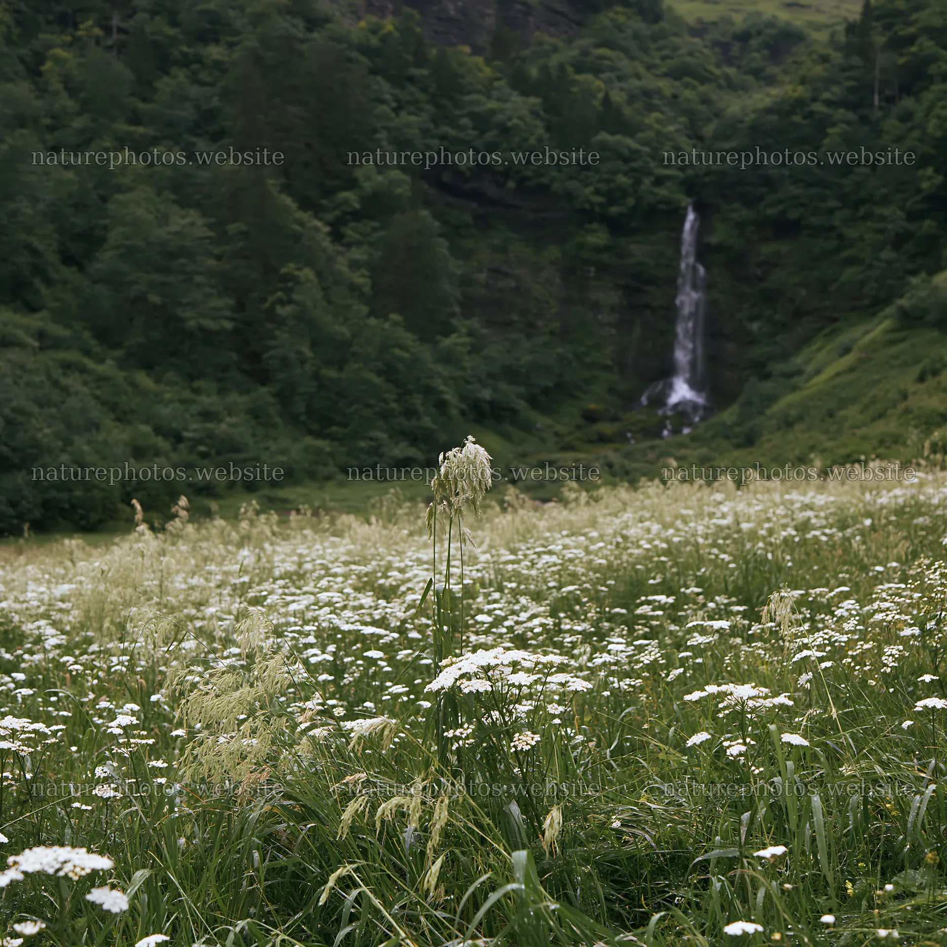 Flower meadow with a cascade in the background – nature photos 7938x7938
