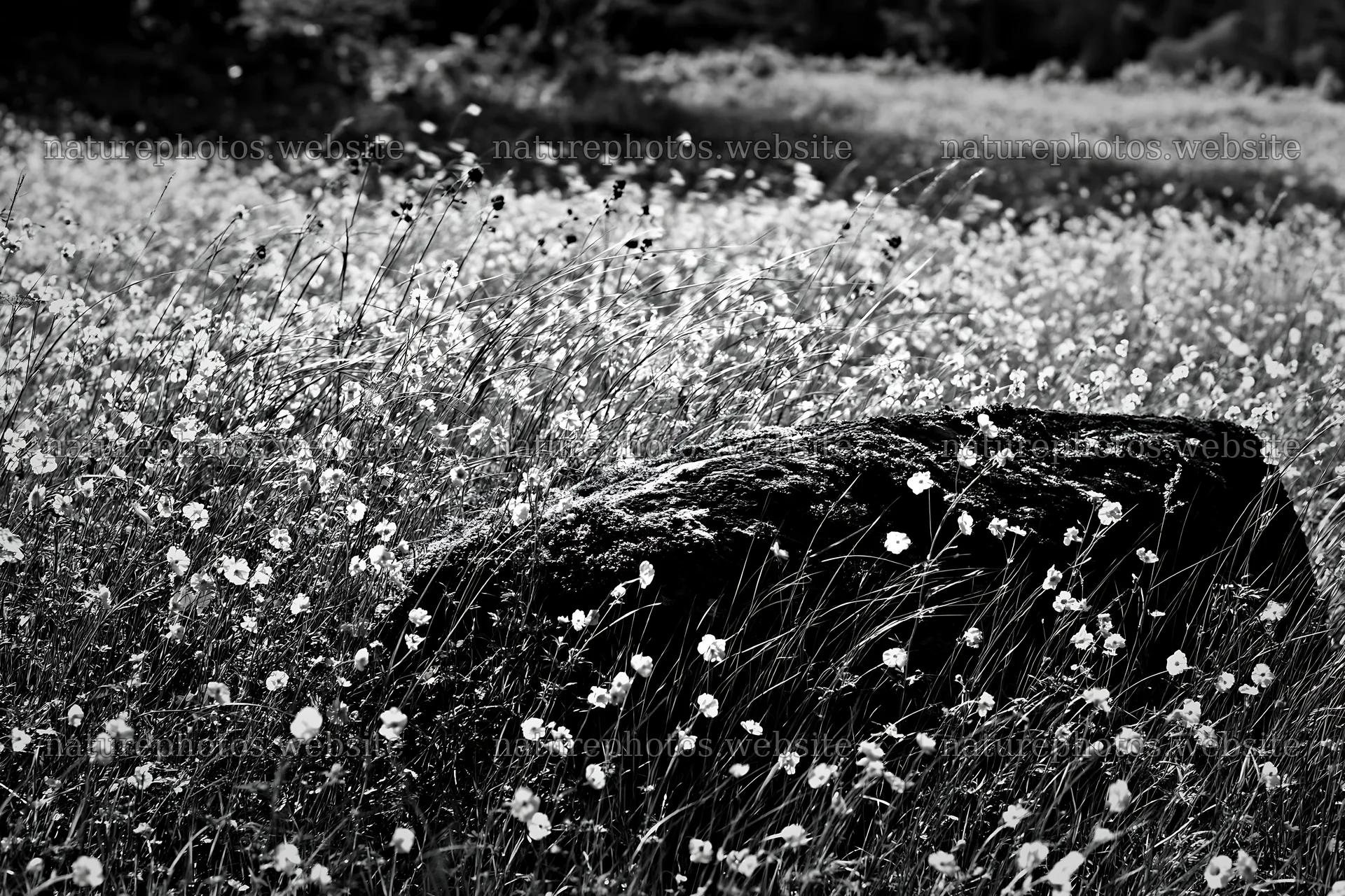 Mossy stone surrounded by flowers in Miyagi spring meadow – nature photos 9722x6480