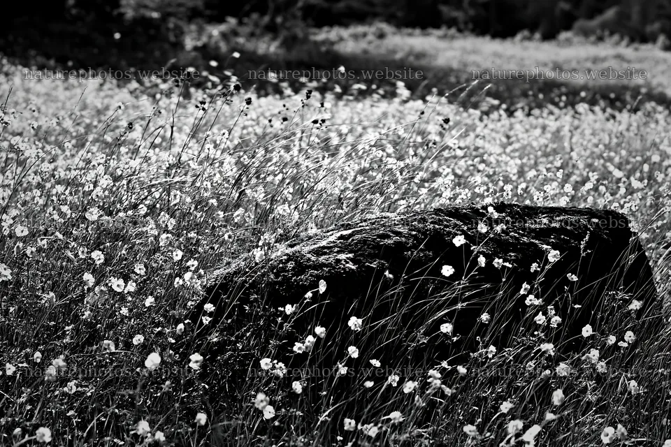 Mossy stone surrounded by flowers in Miyagi spring meadow – nature photos 9722x6480