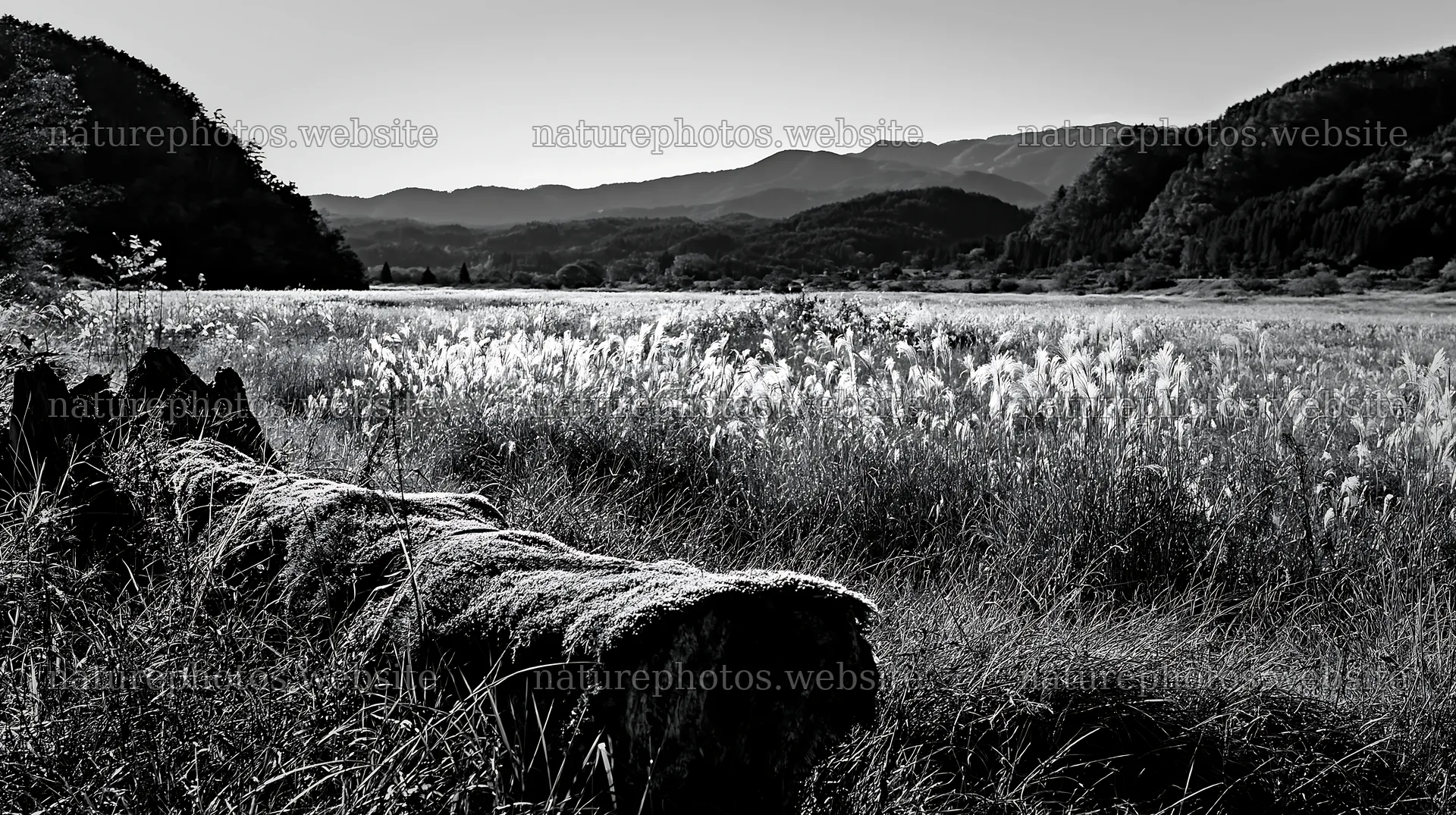 Gifu low carbon meadow mossy log in scenic landscape – nature photos 10608x5938