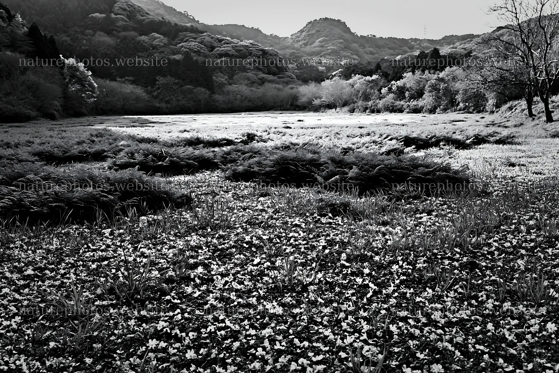 Fukuoka spring meadow fallen blossom foreground – nature photos 9722x6480