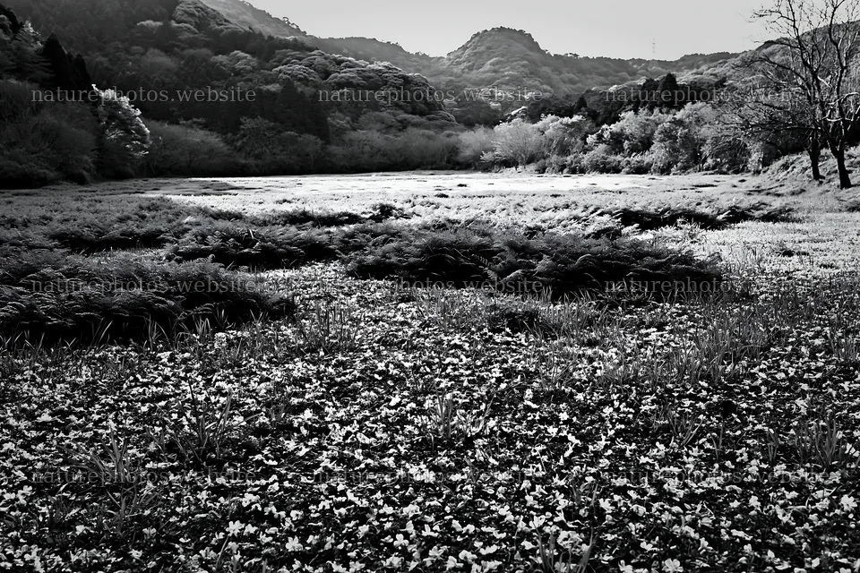 Fukuoka spring meadow fallen blossom foreground – nature photos 9722x6480