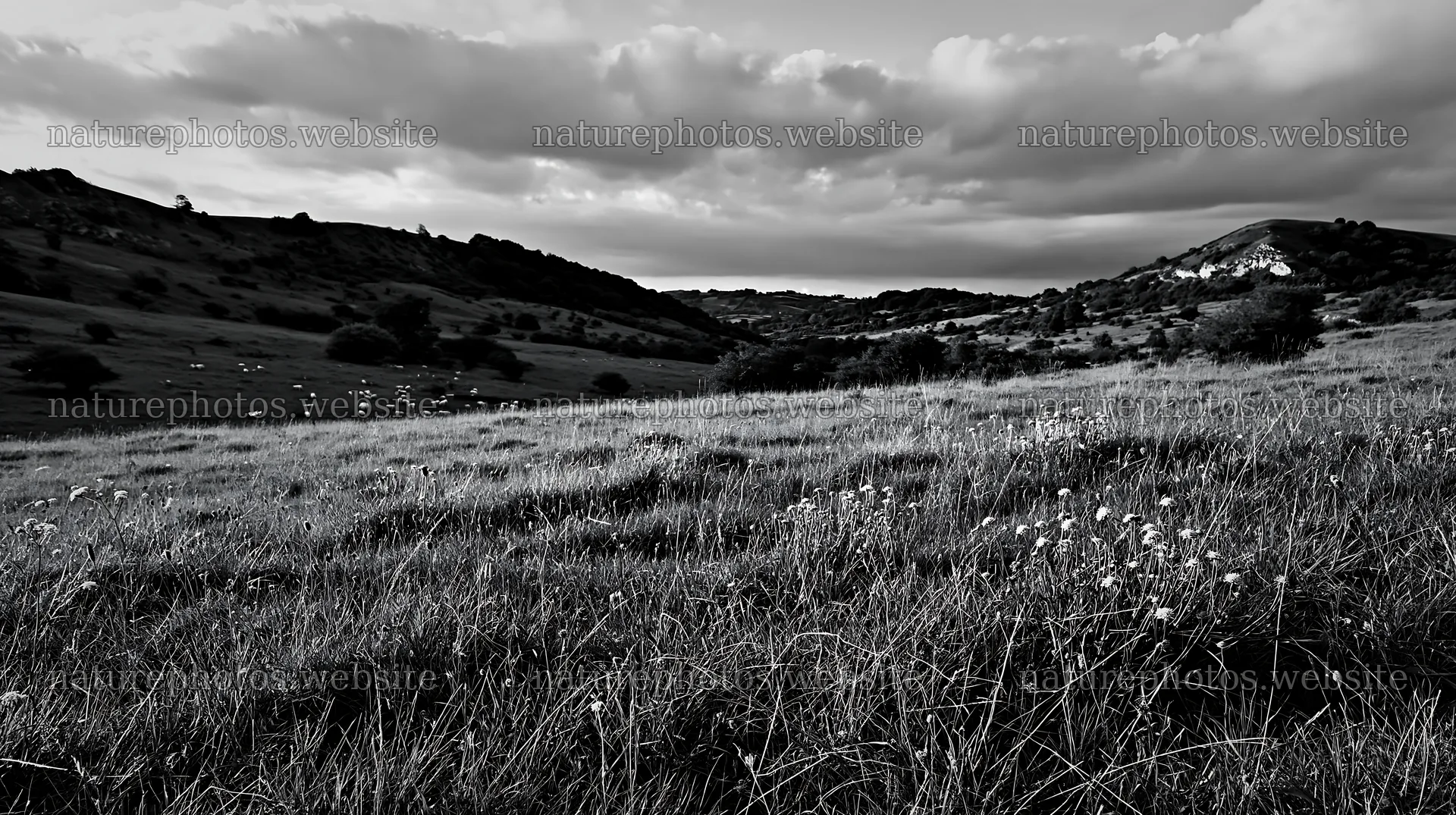 Cloudy calcareous grassland meadow with natural copy space – nature photos 10608x5938
