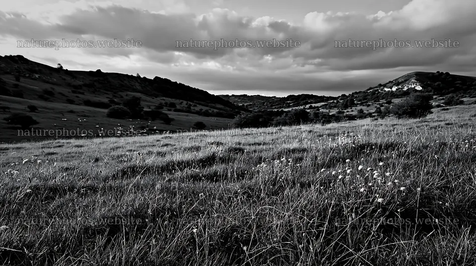 Cloudy calcareous grassland meadow with natural copy space – nature photos 10608x5938