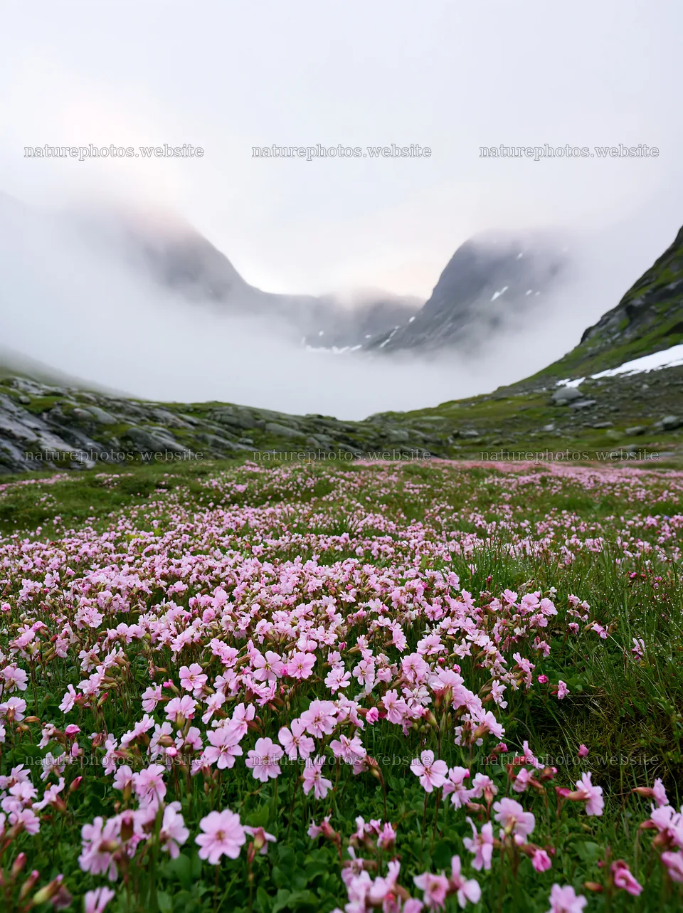 Mountain pass meadow with flowers in mist – nature photos 6866x9174
