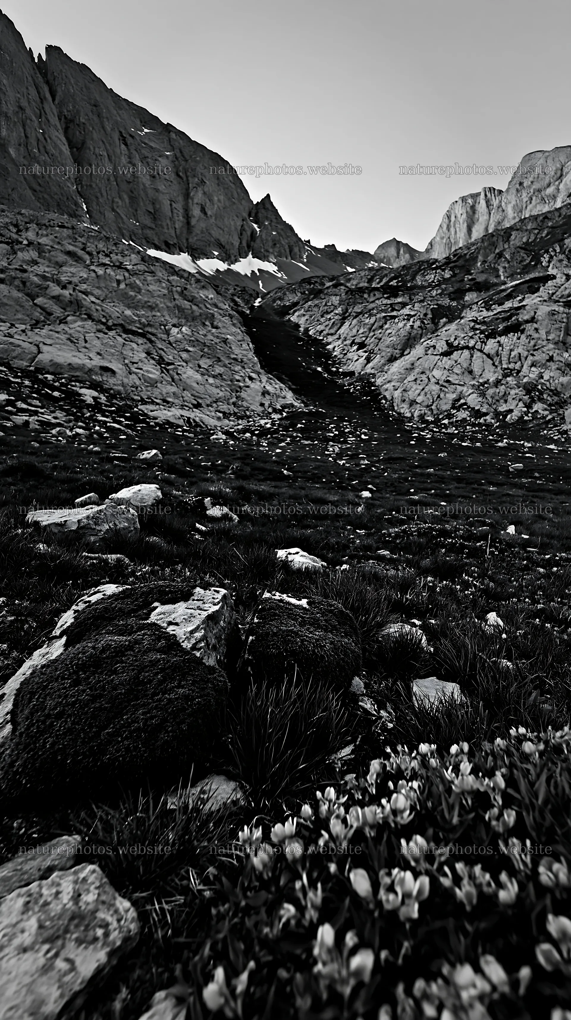 Meadow with plants and rocks in mountainous landscape setting – nature photos 5938x10608