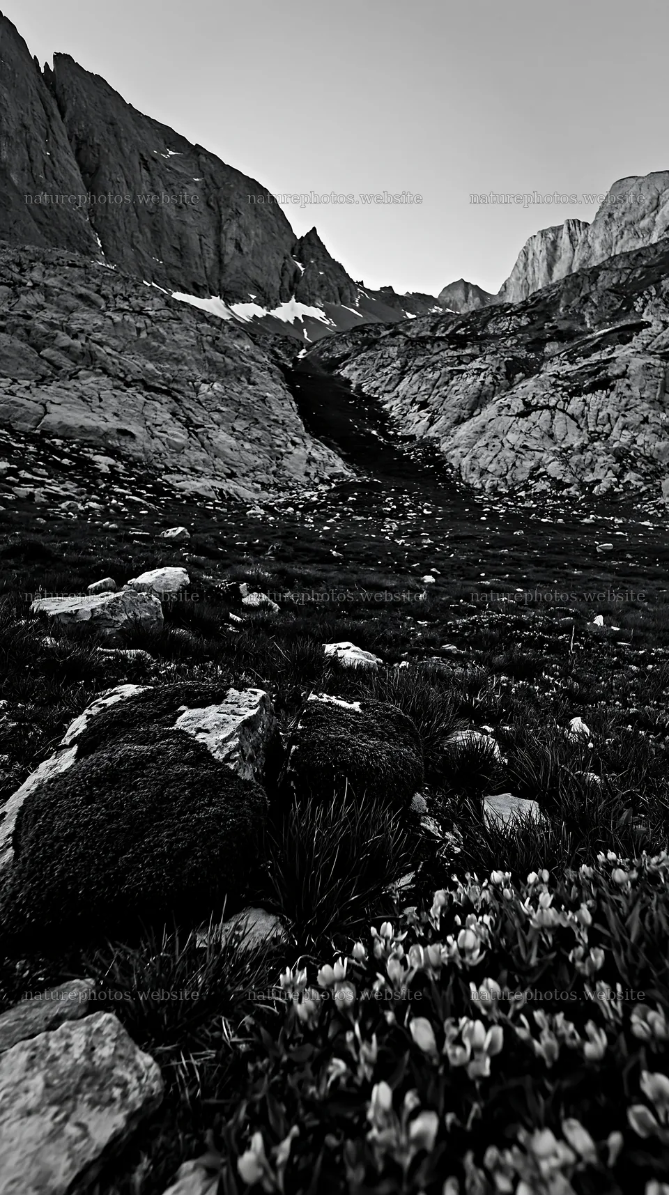 Meadow with plants and rocks in mountainous landscape setting – nature photos 5938x10608