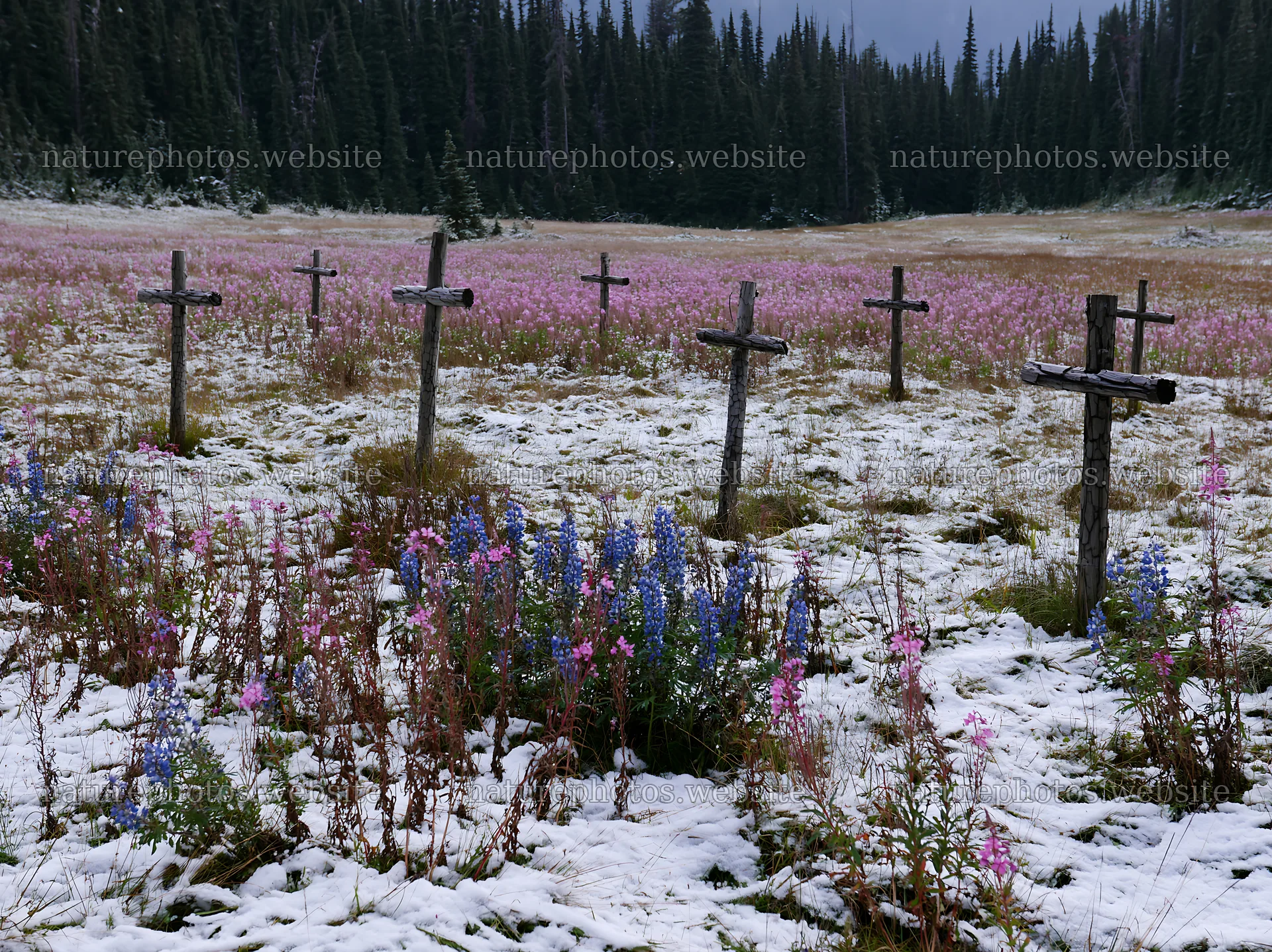 Multiple Christian crosses in snowy meadow with flowers – nature photos 9174x6866