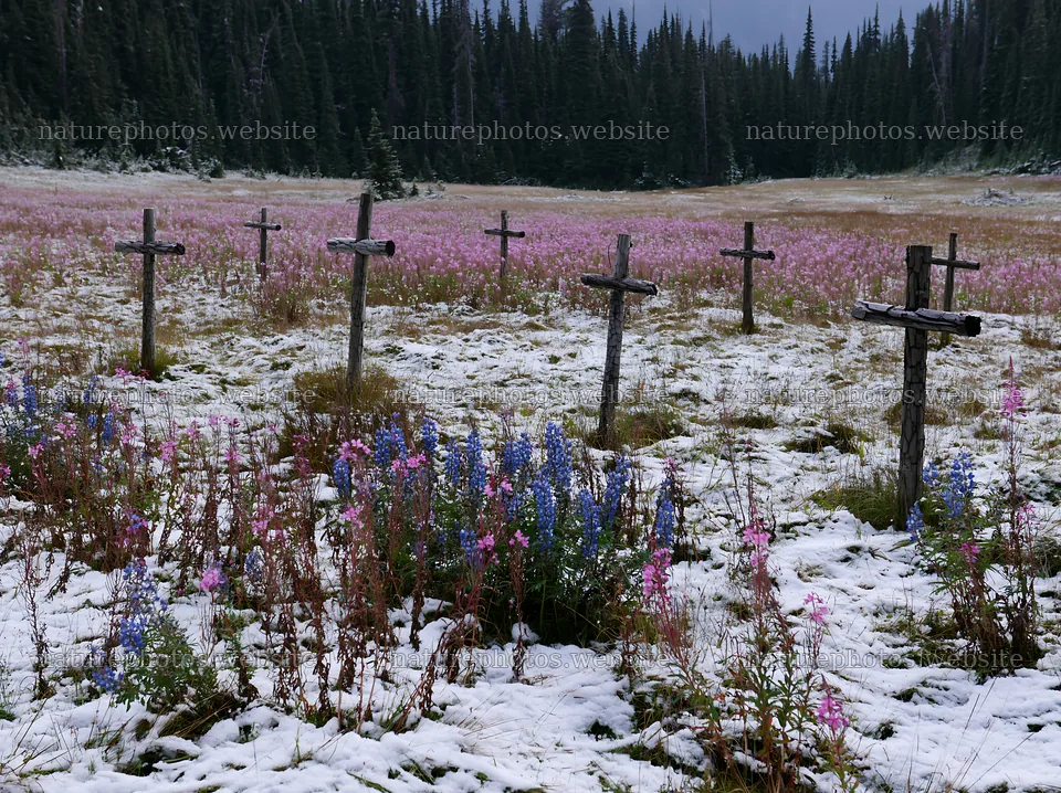 Multiple Christian crosses in snowy meadow with flowers – nature photos 9174x6866