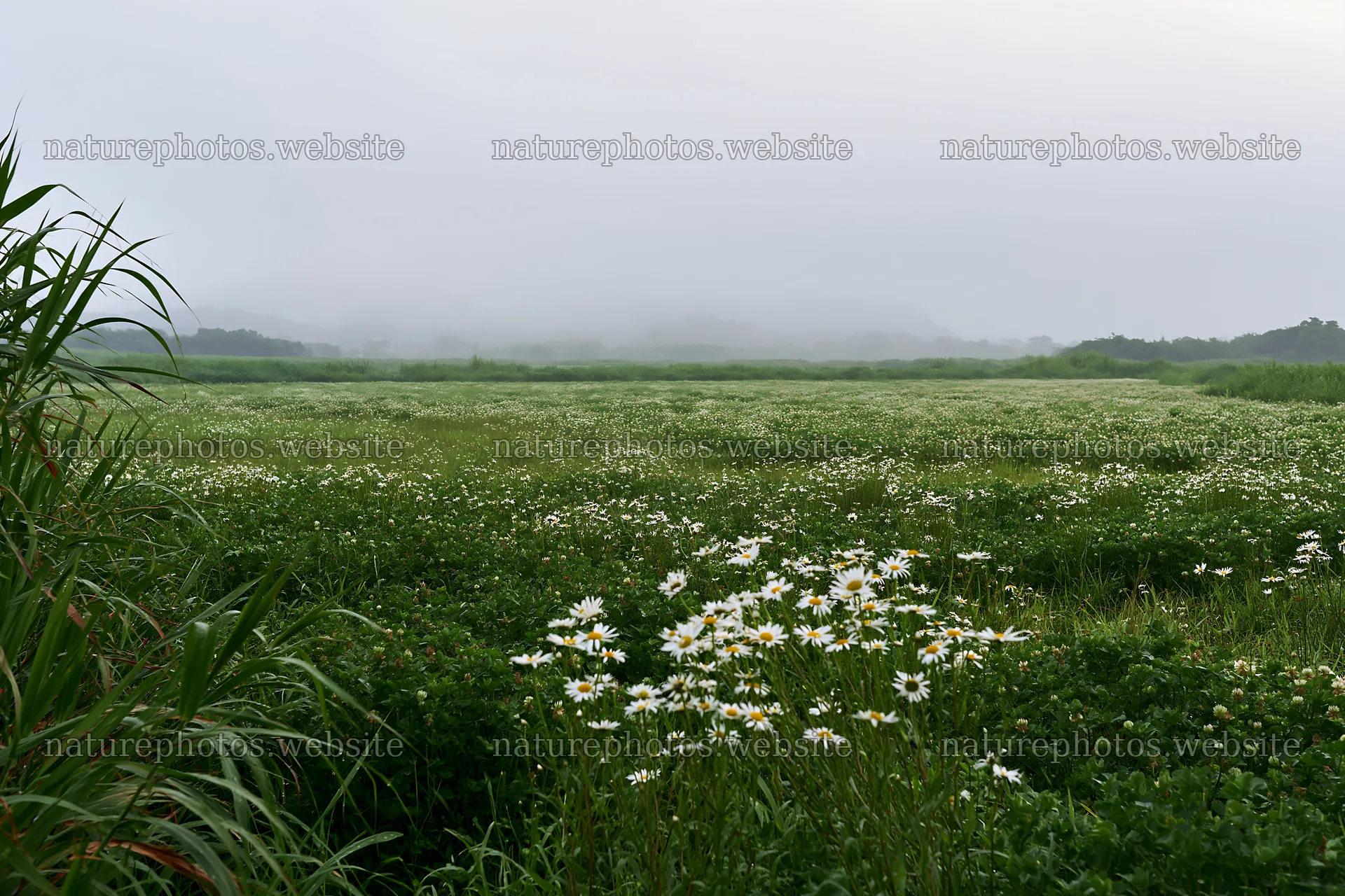 Saga floodplain meadow with reed foreground and flowers – nature photos 9722x6480