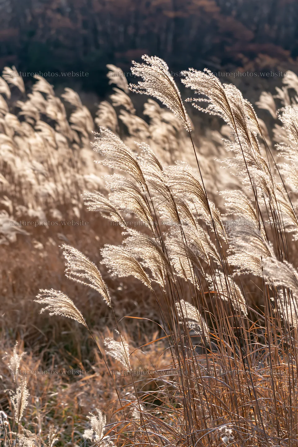 Tokyo urban biodiversity meadow with seedheads in sunlight – nature photos 6480x9722