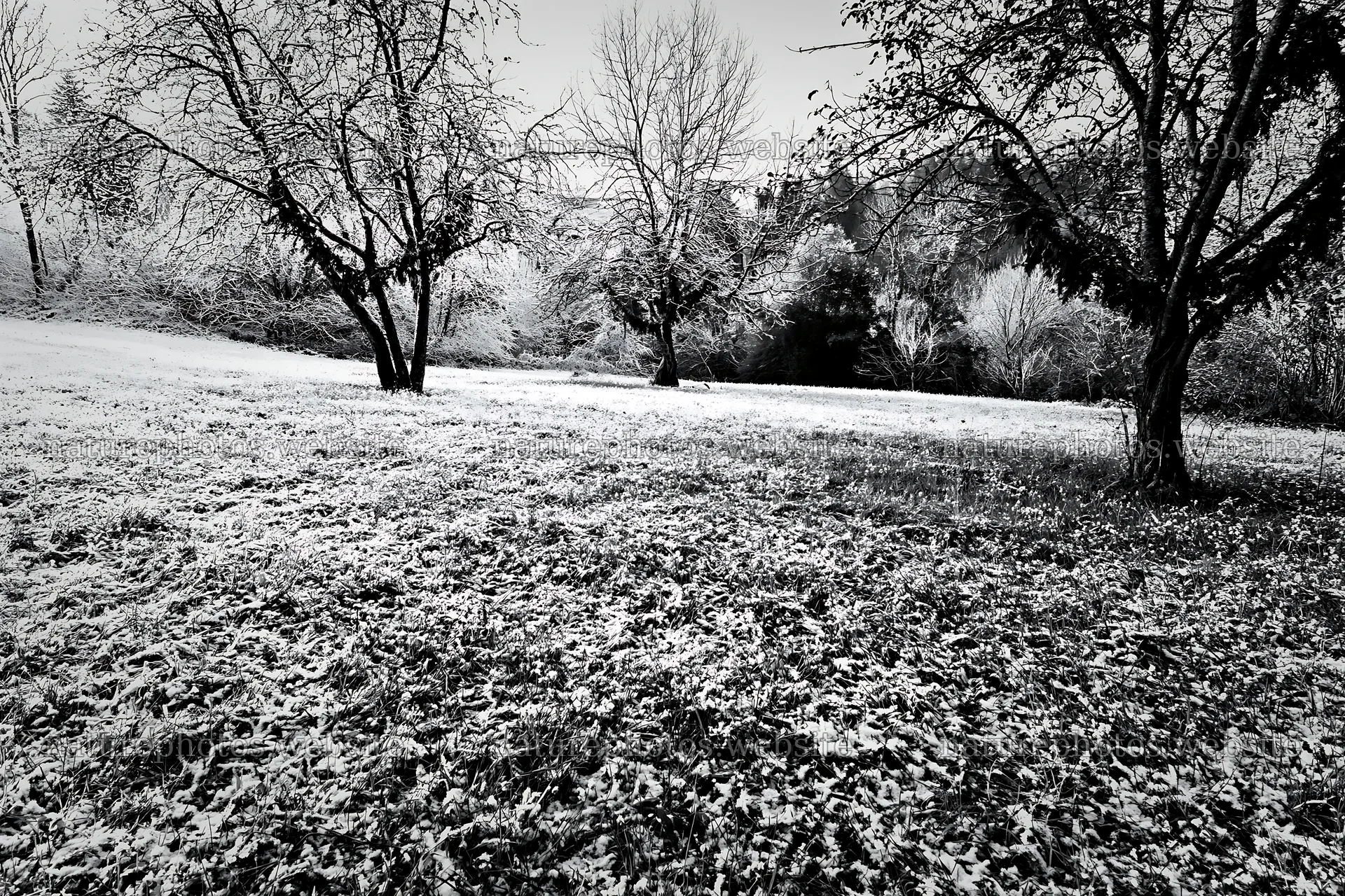 Apple trees in a meadow with snow and frost in winter – nature photos 9722x6480